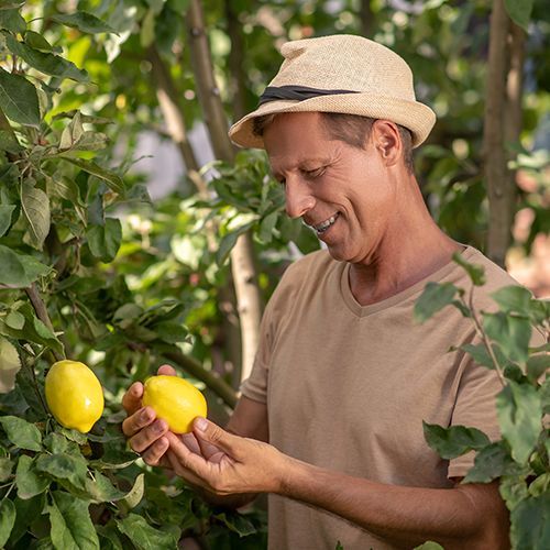 Ein Mann mit Hut betrachtet zwischen Bäumen Zitronen. Eine hält er in der Hand.